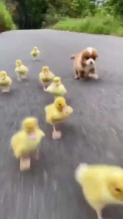 Baby fucks following puppy