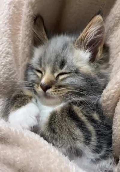 Millie is resting after the game