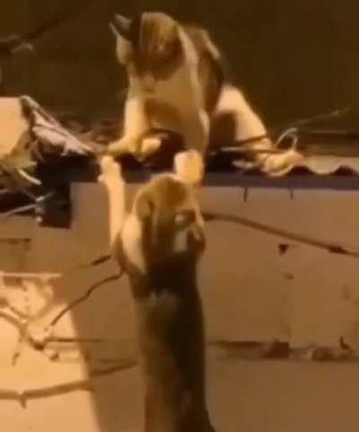 And the Catnip goes to...