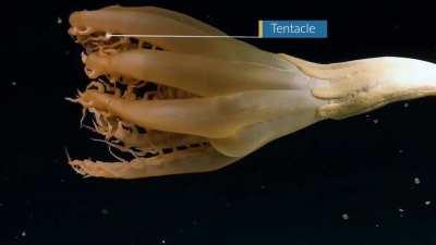 First sighting in the Pacific of Solumbellula monocephalus, a species of sea pen with pinnate tentacles stretching 40cm in length from its 2m long stalk at a depth of 2994m.
