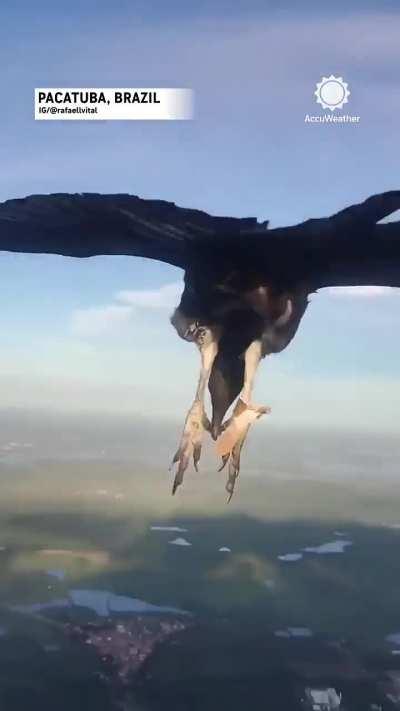 Vulture lands on Paraglider over Brazil
