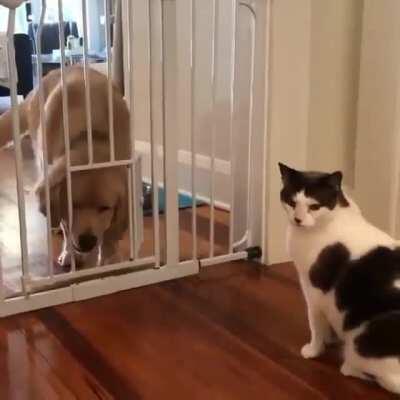 This is what happens when you try to lock the dog, by leaving the cat's door open