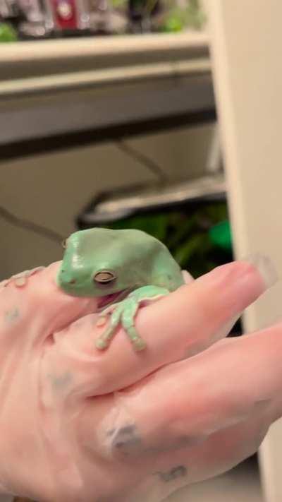 Murderous frog strikes again