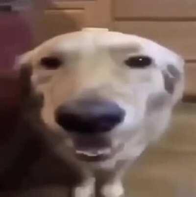 Feeling down today? Watch this butter on a dog