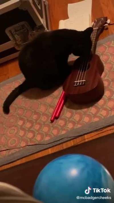 Meowsician (found on tiktok @mcbadgercheeks)