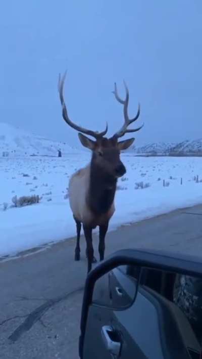 🔥Man in car challenges Elk and learns the hard way.... FAFO