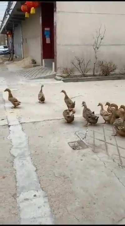 Gathering the troops door to door