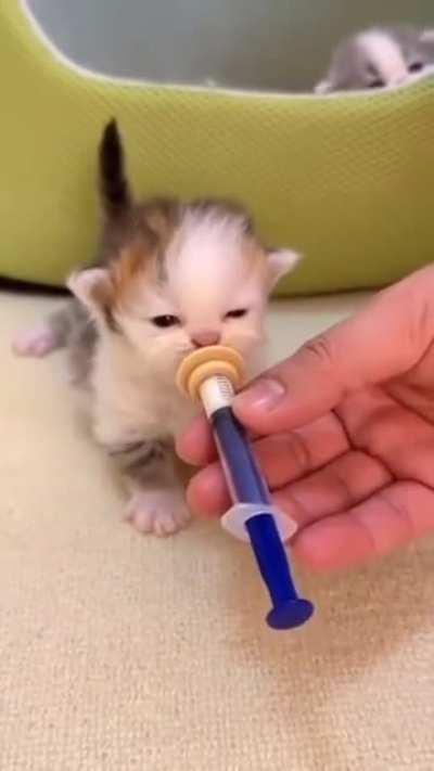 Feeding smol kitten. 