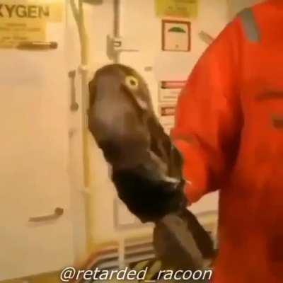 Hamster pancake 😏🤮🤮🤮🤮🤮