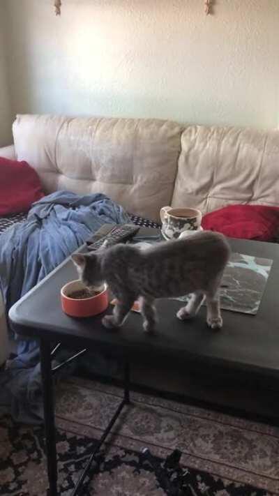 Baloo did not get his wet food fast enough.