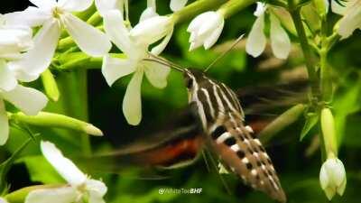Filmed this White-Lined Sphinx Moth this past week in Colorado. It's often confused for a hummingbird and sometimes referred to as a Hummingbird Moth.