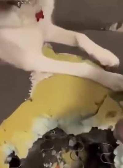 to dig the kitty out of the couch