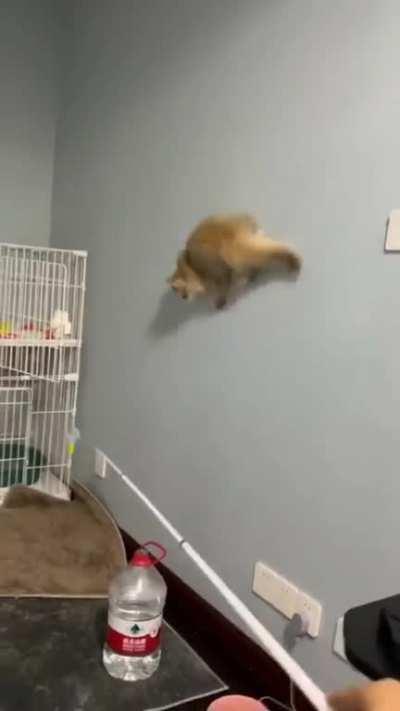 Spider-Man, Spider-Man, Does whatever a spider can