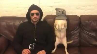 When you want to rob a bank and your dog wants to help.