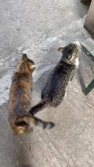 They always walk like this