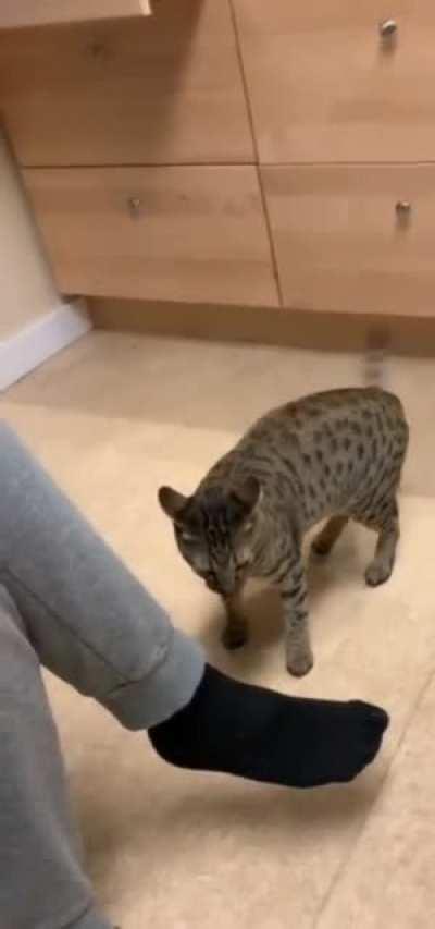 To bite or not to bite?