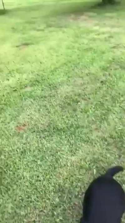 Stray pup turns out to be a fox