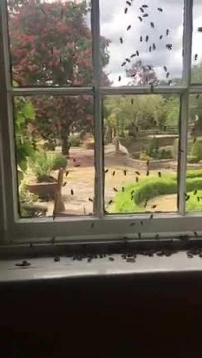 A swarm of bees... In my kitchen