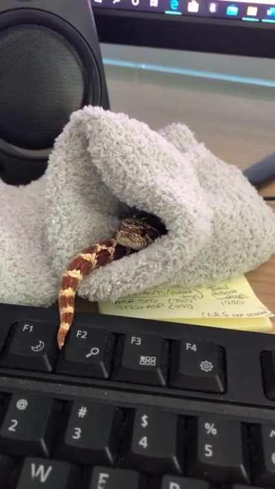 This is my desk snek. Lack of a desk snek has been shown to reduce desk productivity. Always have a desk snek.