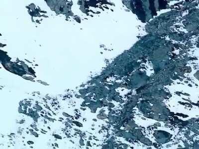 Snow leopard hunting