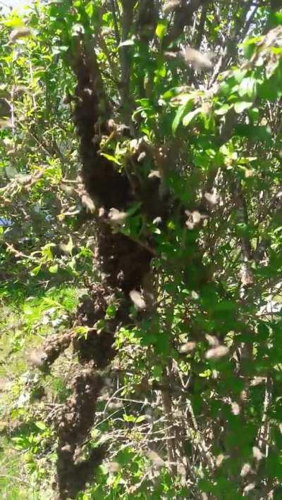 Bienenschwestern machen einen Ausflug