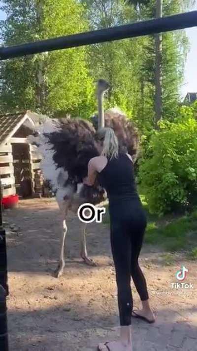 How to stop an attacking ostrich