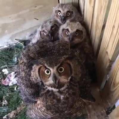 Clackity clack owl rhythm