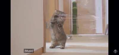 Can’t spell “scratch” without C A T