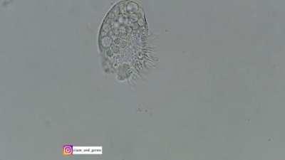 Single celled organism dies.