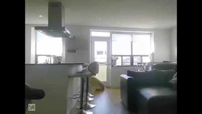 Not anchoring your new mirror with puppy at home…