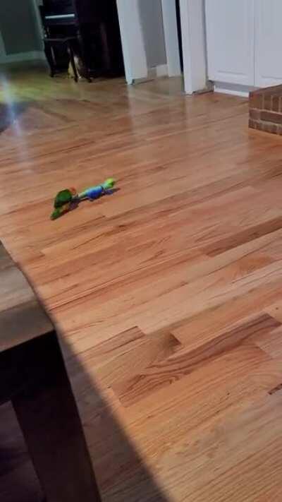 I thought she would be afraid of it, but she chased it around for about 20 minutes.