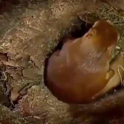 A squirrel giving birth