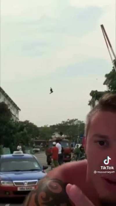 Real or edited? Compilation of more birds 