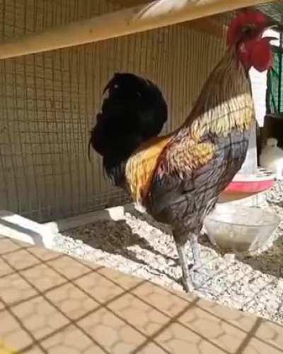 Roster.exe stopped working. Please reboot system.