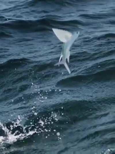 My food chain people need me