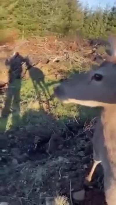 Deer hunter has second thoughts