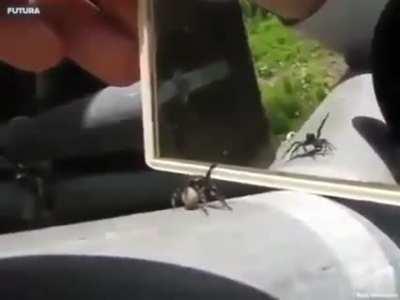 Supercute spider’s reaction to it’s own reflection