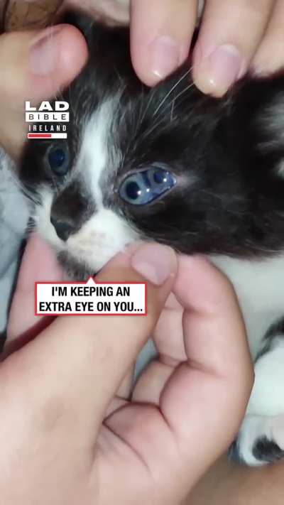 A cat with polycoria