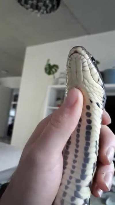 Tanuki the false water cobra enjoying a chinrub!