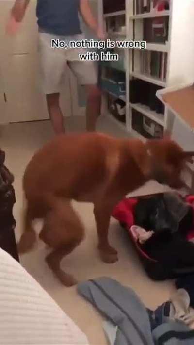 Achei o cachorro do bicho biluga