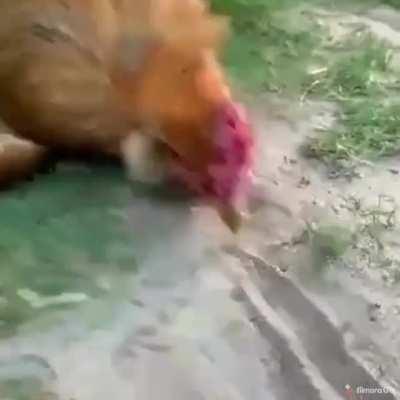 Draw a straight line to freeze a chicken