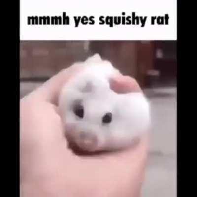 Squish