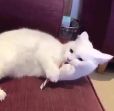 Kitty gets the taste of peppermint