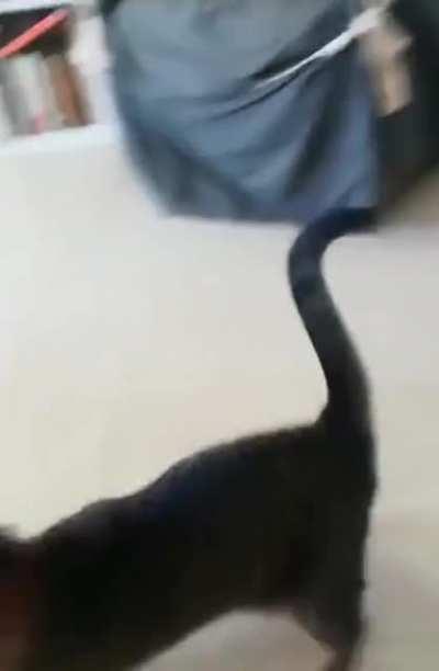 Even for cats, ball is life.