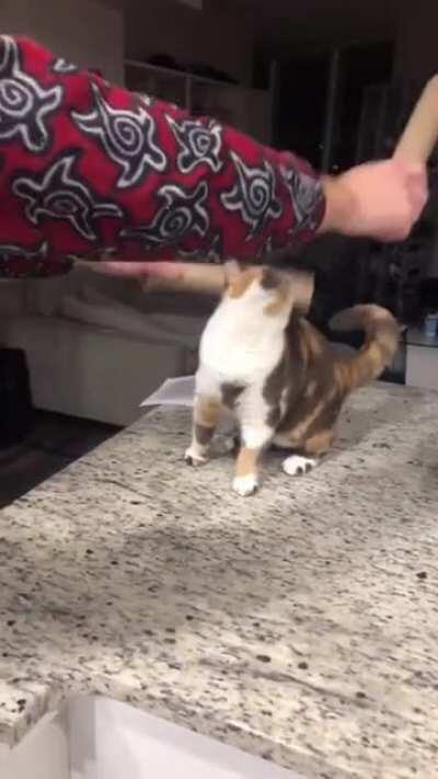 Theory of cats with rhythm