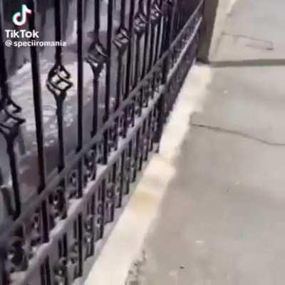 latra cu litere mici