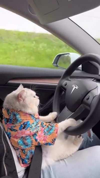 And they say it's a autopilot.