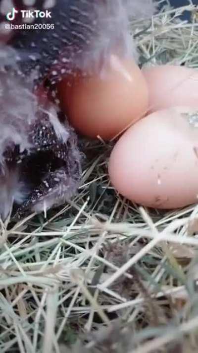 Miracle of child birth