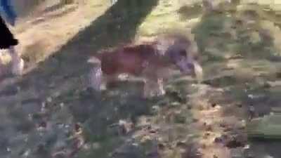 15 yr old baby is blind and only knows her owner by smell . The excitement is awesome