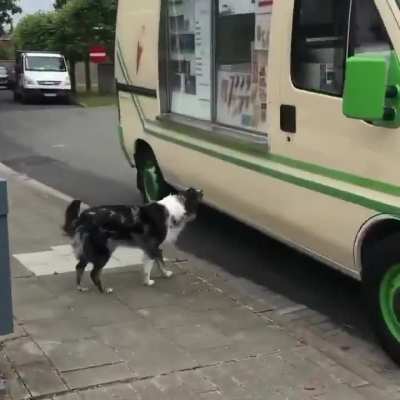 DOG PATIENTLY WAITS FOR THE ICE CREAM TRUCK .....